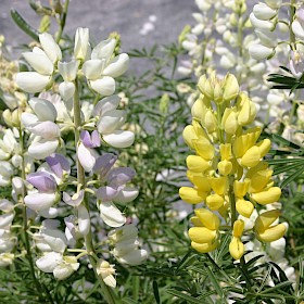 Tree lupin