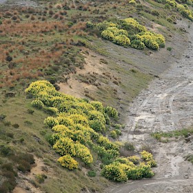 Tree lupin