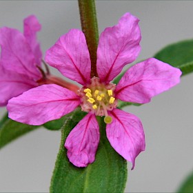 Purple loosestrife