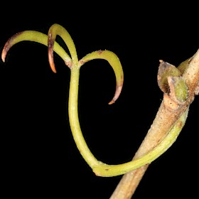 Cat’s claw creeper