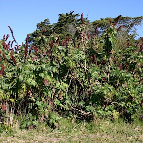Cape honey flower