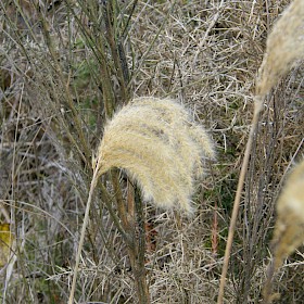 Himalayan fairy grass