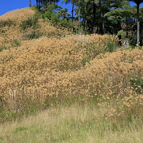 Himalayan fairy grass