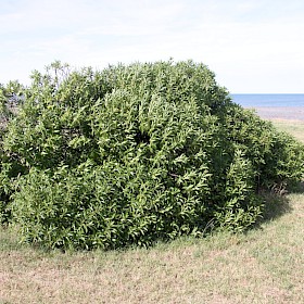 Tasmanian ngaio