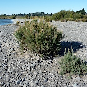 False tamarisk