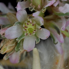 False tamarisk