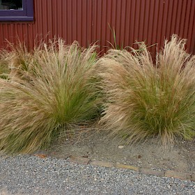 Finestem needlegrass