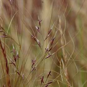 Finestem needlegrass