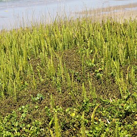 Tuber ladder fern