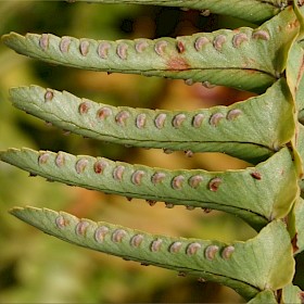 Tuber ladder fern