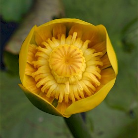 Yellow water lily