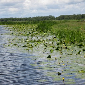 Yellow water lily