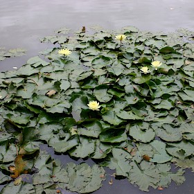 Mexican water lily