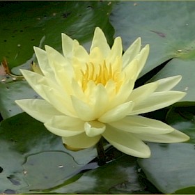 Mexican water lily
