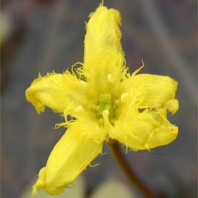 Marshwort