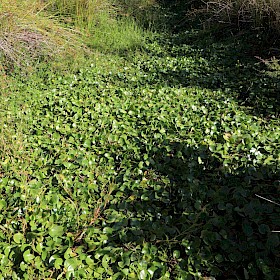Marshwort