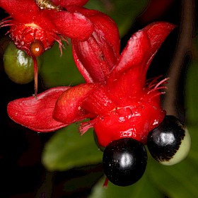 Mickey Mouse plant