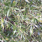 African olive