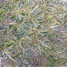 African olive • Weedbusters