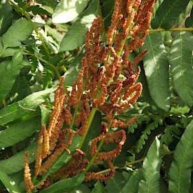 Royal fern