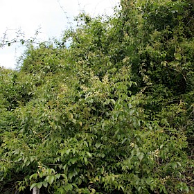 Wonga wonga vine