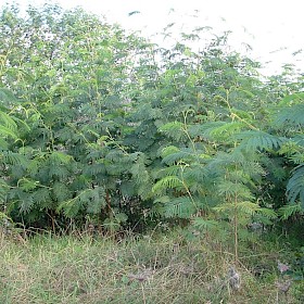 Brush wattle