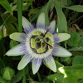 Blue passion flower