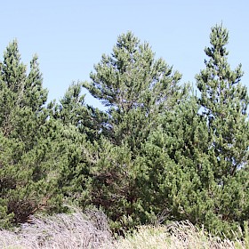 Contorta pine
