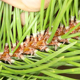 Contorta pine