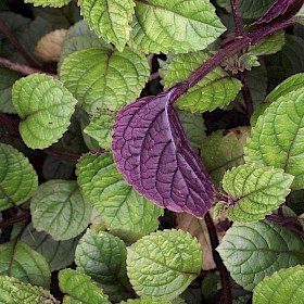 Plectranthus