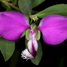 Sweet pea shrub