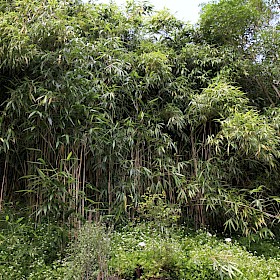 Arrow bamboo