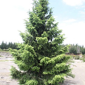 Douglas fir