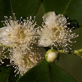 Purple guava