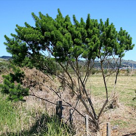 Dally pine