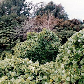 Kudzu vine
