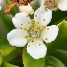 Orange firethorn