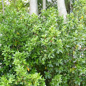 Evergreen buckthorn