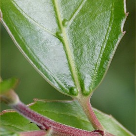 Evergreen buckthorn