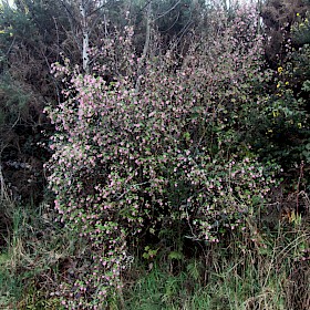 Flowering currant