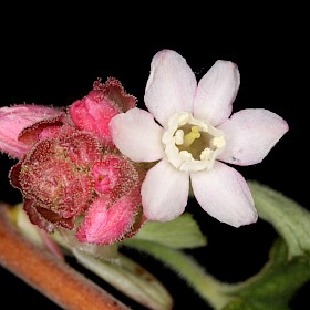 Flowering currant