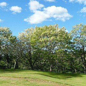False acacia