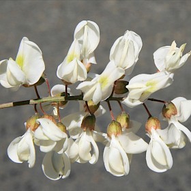 False acacia