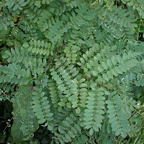False acacia