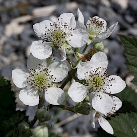 Blackberry