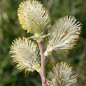 Grey willow