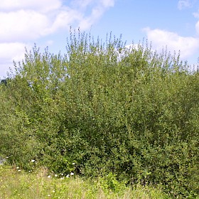 Grey willow