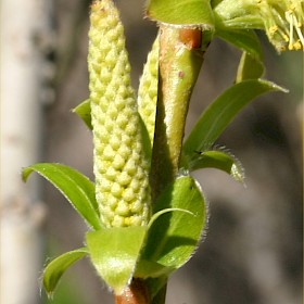 Crack willow