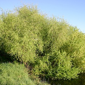 Crack willow