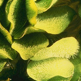 Salvinia